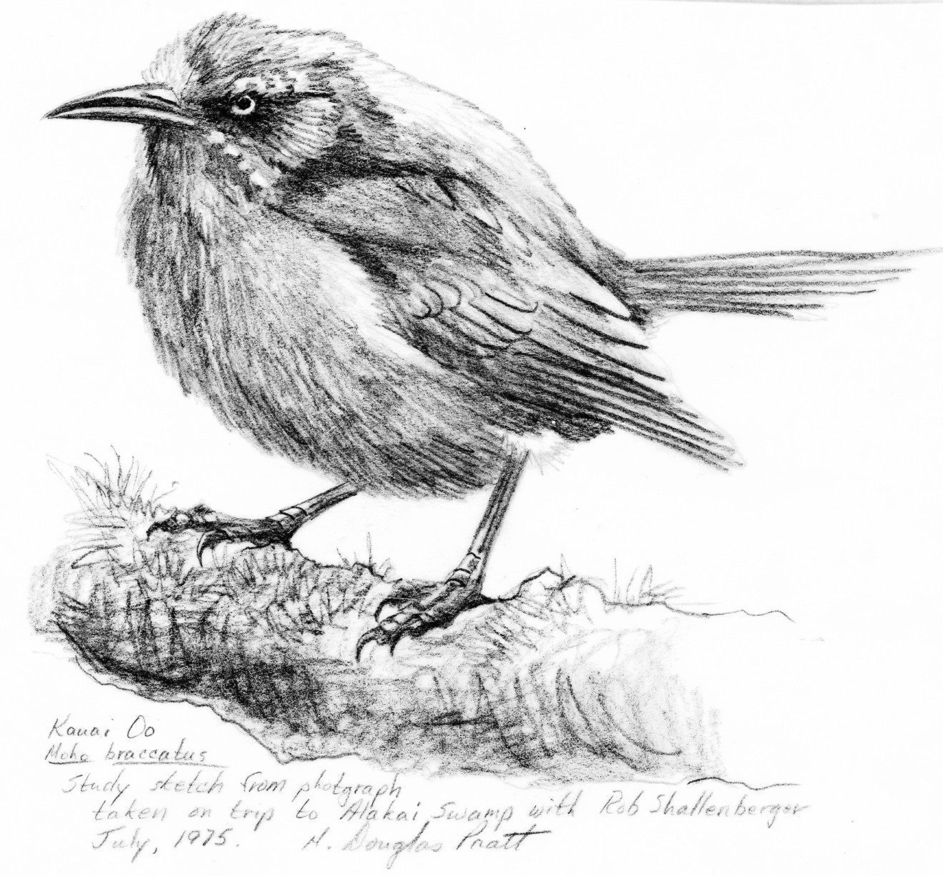Sketch of a Kaua'i 'Ō'o by H. Douglas Pratt