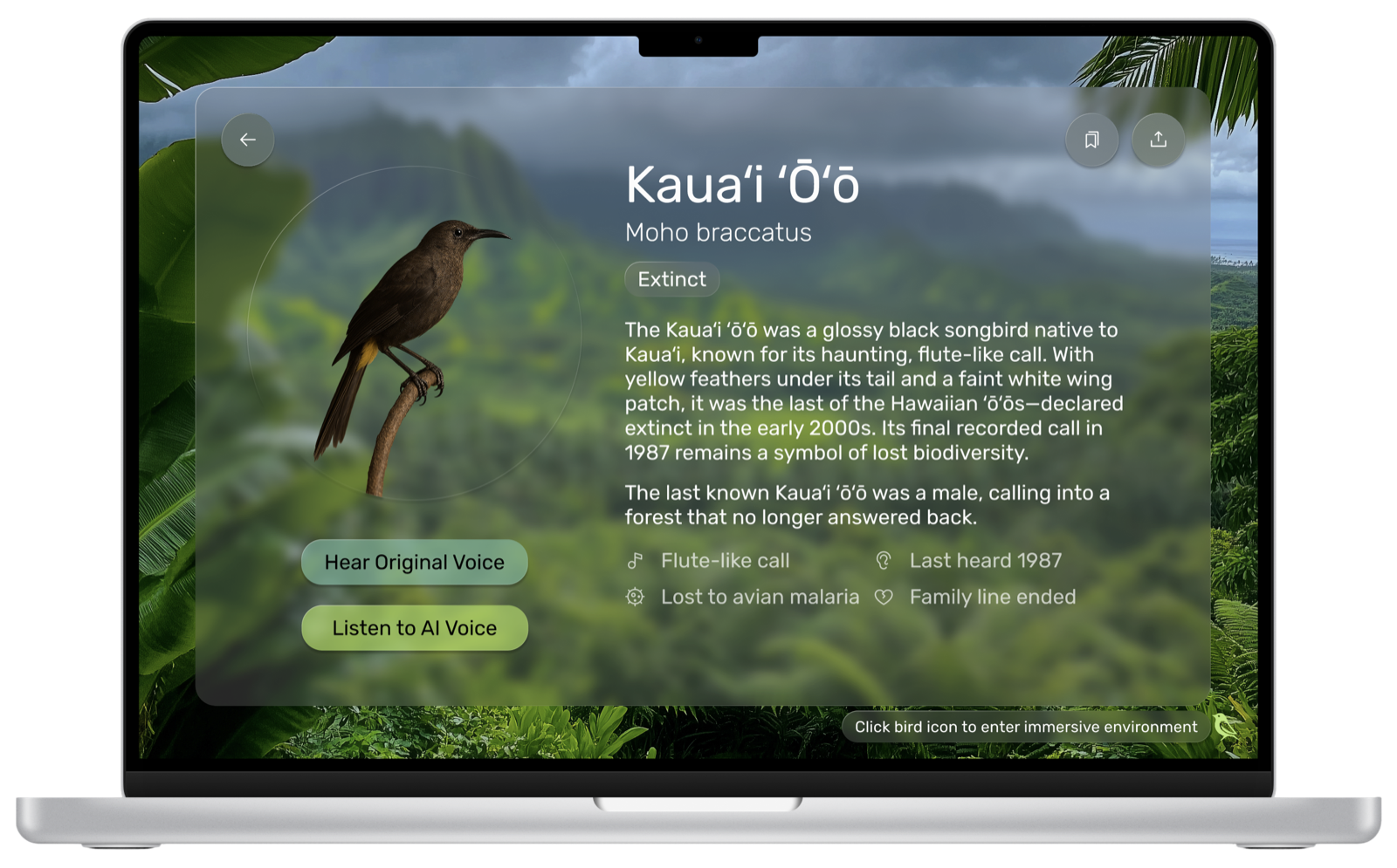 Kaua'i 'ō'ō species profile screen