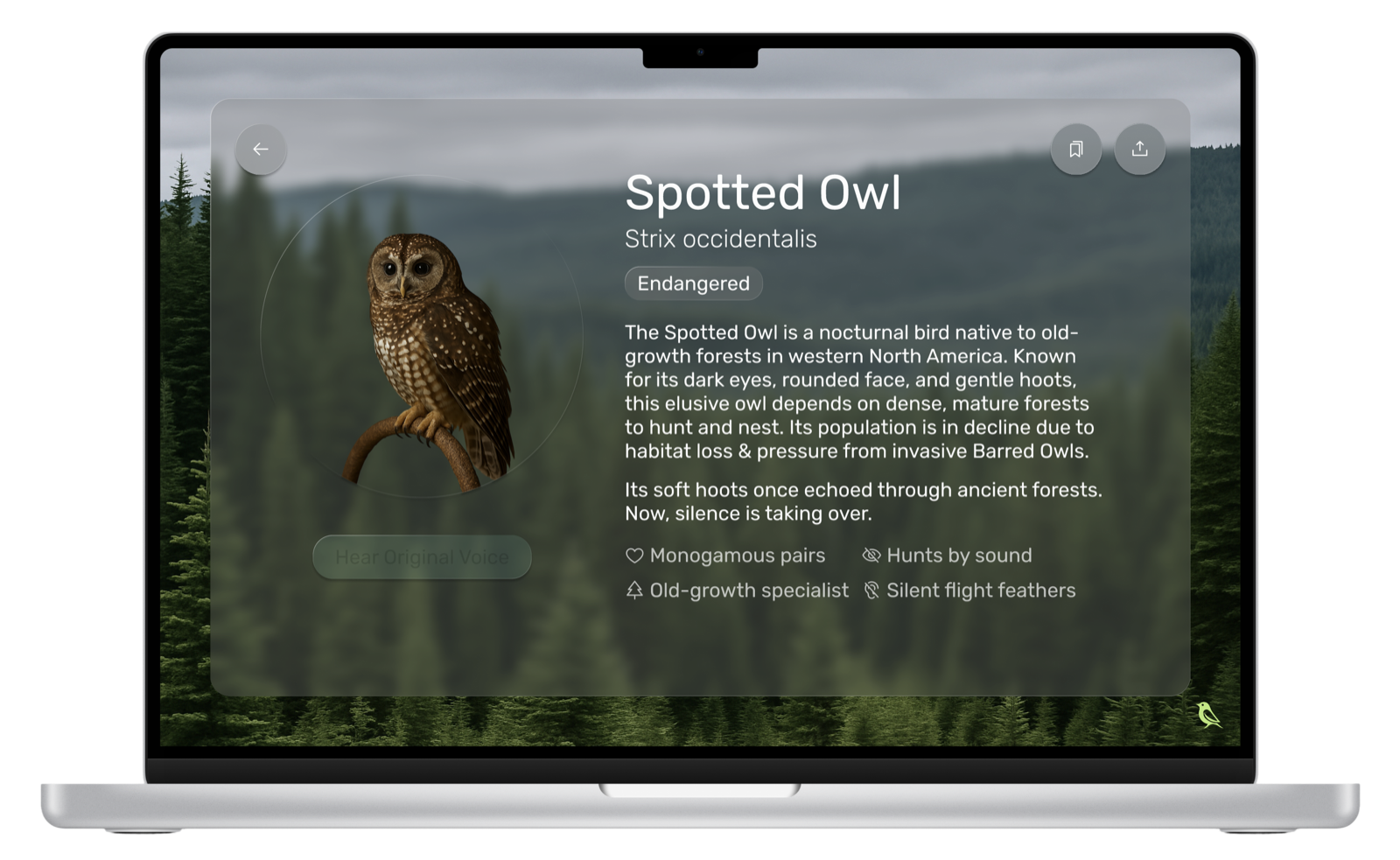 Spotted Owl species profile screen from the Lost & Endangered prototype