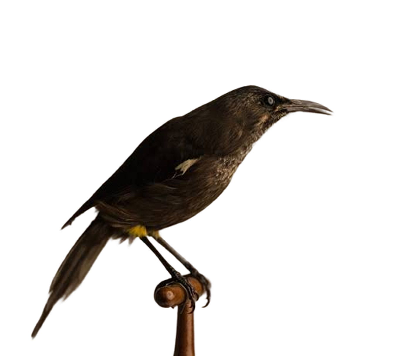 Taxidermy mount of a Kaua'i 'ō'ō on a museum peg