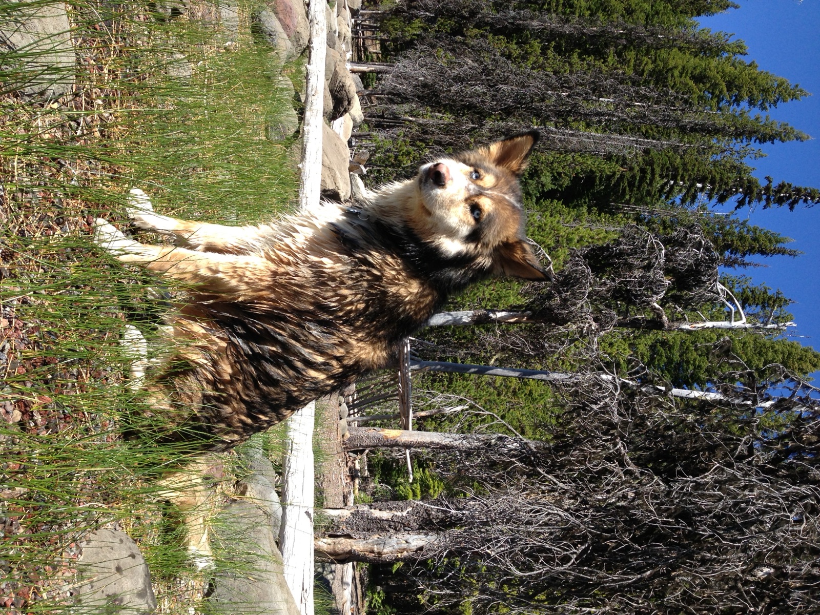 Moose, a husky, standing in alpine grass on a mountain trail