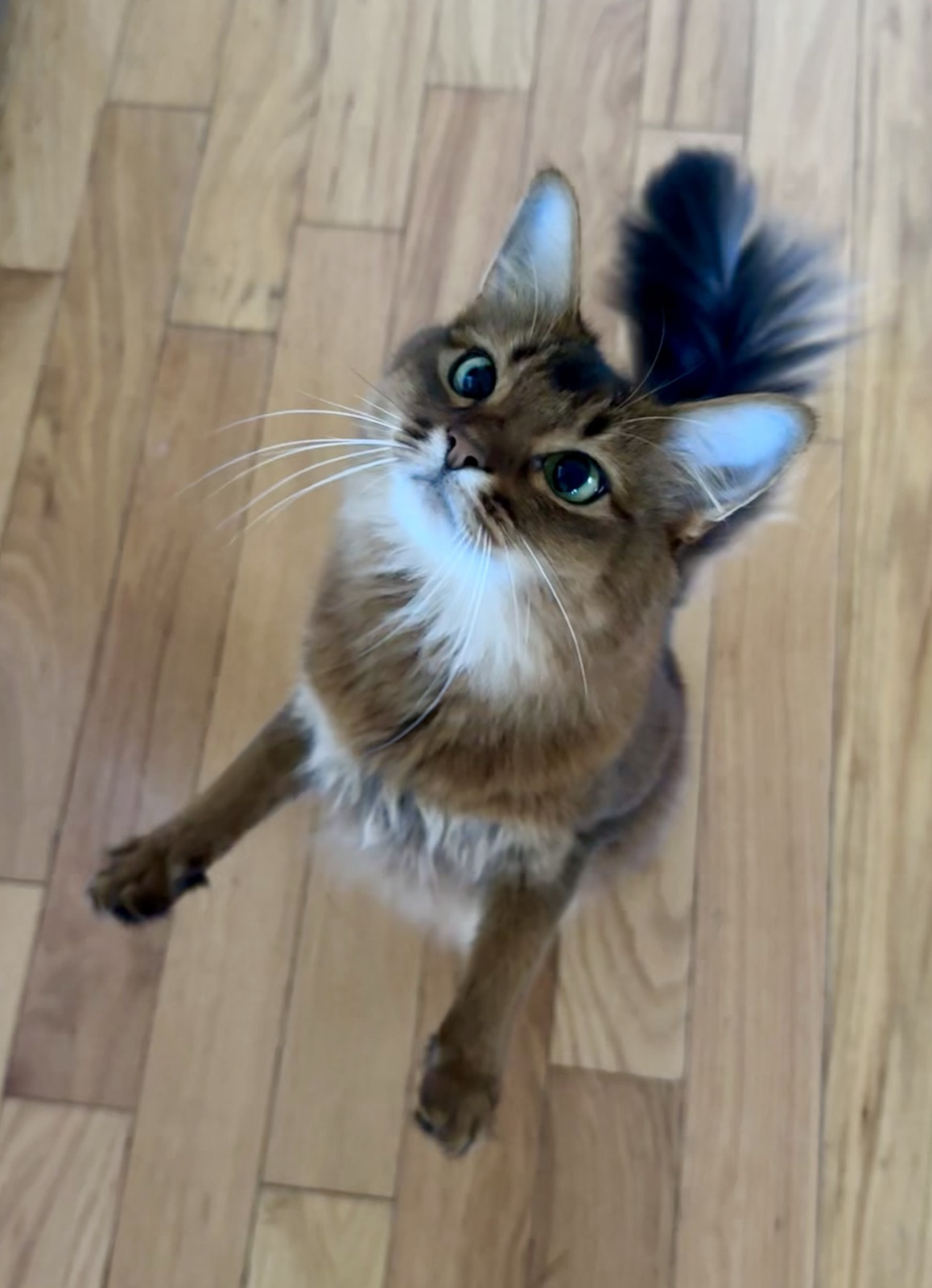 Ivy's Somali cat Pekoe looking up with big green eyes