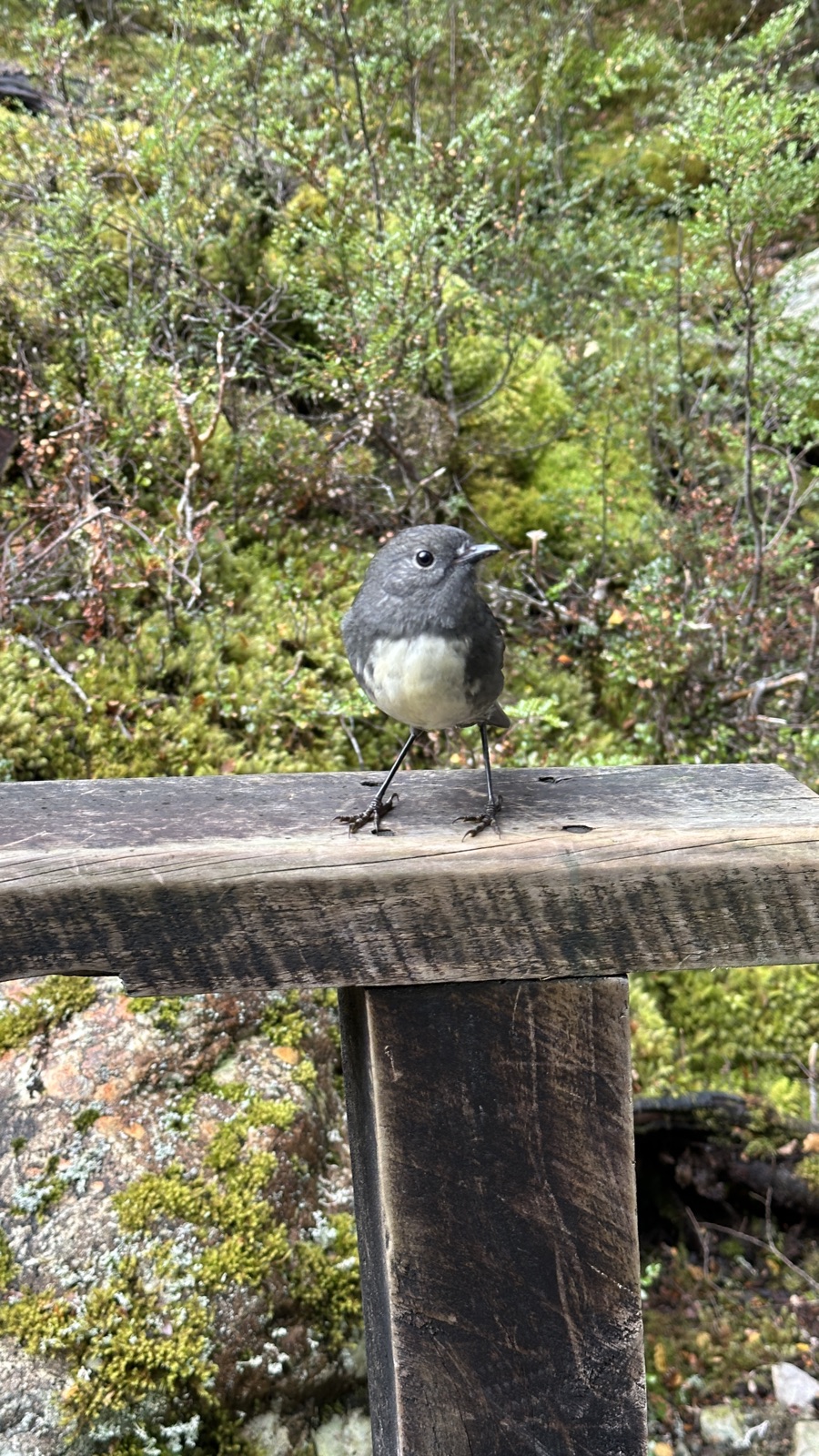 A South Island robin perched on a wooden trail rail, facing the camera